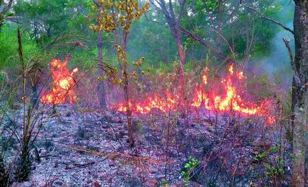 The forest report also mentions that a majority of forest fires across the state are man-made and also for collection of Mahua flower in tribal areas The forest report also mentions that a majority of forest fires across the state are man-made and also for collection of Mahua flower in tribal areas